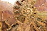 Jurassic, Cut & Polished Ammonite (Half) - Madagascar #191021-2